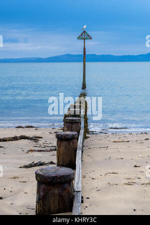 Mouette sur la groyne à la plage de Morfa GORS près d'Abersoch, Gwynedd, pays de Galles Banque D'Images