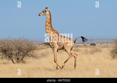 Girafe (Giraffa camelopardalis) s'exécutant sur le plaines africaines, Afrique du Sud Banque D'Images