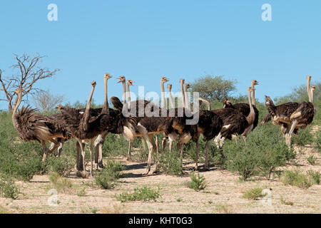 Groupe d'autruches (Struthio camelus) dans l'habitat naturel, désert du Kalahari, afrique du sud Banque D'Images