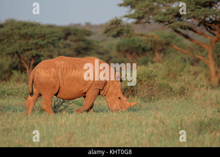 Un rhinocéros blanc (Ceratotherium simum) pâturage dans l'habitat naturel, l'Afrique du Sud Banque D'Images