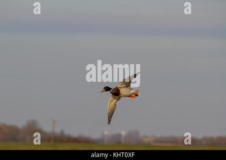 Un canard colvert mâle (anus platyrhynchos) deltaplane bas prêt à terre. Banque D'Images