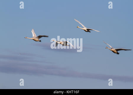 Une partie de la famille de cygnes chanteurs (Cygnus cygnus) arrivant pour l'hiver à welney uk. Banque D'Images