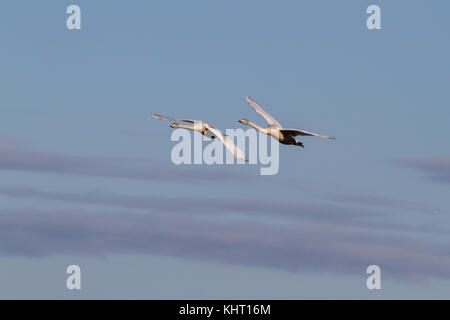 Deux jeunes cygnes chanteurs (Cygnus cygnus) arrivant à welney pour l'hiver. Banque D'Images