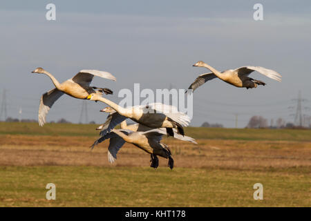 Une partie de la famille de cygnes chanteurs (Cygnus cygnus) arrivant pour l'hiver à welney uk. Banque D'Images