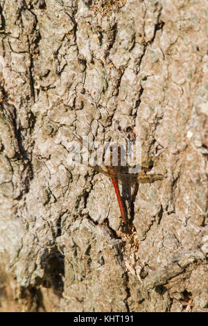 Les mâles adultes matures vert commun dragonfly (sympetrum striolatum) reposant sur l'écorce d'un tronc d'arbre. Banque D'Images