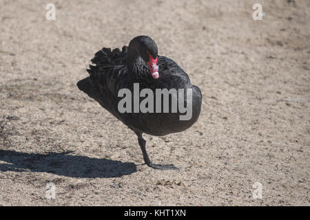 Un cygne noir en appui sur une jambe après être sorti du lac tuggeranong durant la matinée à Canberra, Australie Banque D'Images