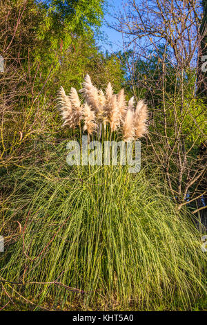 La floraison de l'herbe des pampas (cortaderia selloana). Banque D'Images