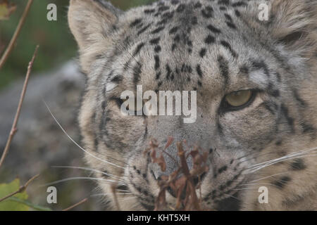 Léopard des neiges, Panthera uncia, captive, Close up portraits avec des expressions faciales assis sur un rocher et entre foilage. Banque D'Images