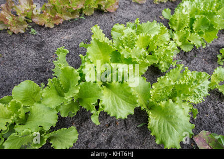 Dans le jardin poussent les lits de différentes variétés de laitue Banque D'Images