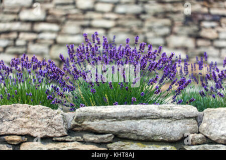 Lavandula angustifolia, jardin de lavande poussant sur un mur sec Banque D'Images