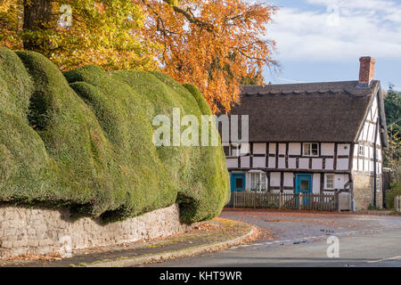 L'ancienne couverture d'If et pans de bois chalet dans le village de Brampton Bryan, Herefordshire Banque D'Images