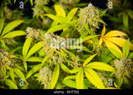 Close up detail du cannabis cola sour diesel (variété de marijuana) avec des poils visibles, trichomes et laisse sur la fin de la floraison Banque D'Images