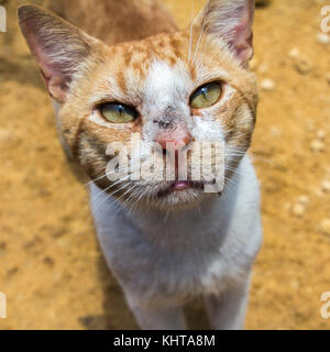 Protaras, Chypre. 14 juin 2017. Credit : Tove LARSEN/Alamy Banque D'Images