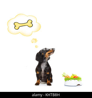 Teckel chien saucisse ou en attente de propriétaire avec la nourriture végétalienne saine bol, isolé sur fond blanc, Banque D'Images