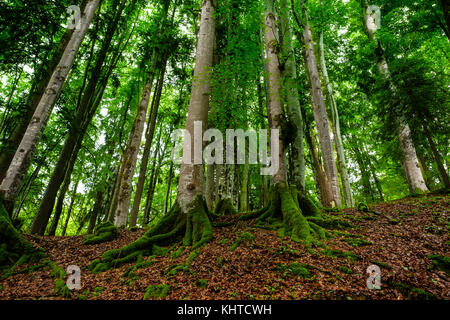 Forêt de hêtres (Fagus sylvatica) avec les troncs et les racines moussues à alpes bavaroises Banque D'Images