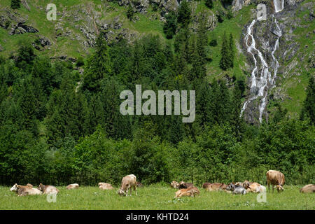 ALP dans la vallée de l'Oytal Bavière Allemagne avec des chattes, forêt et cascade Banque D'Images