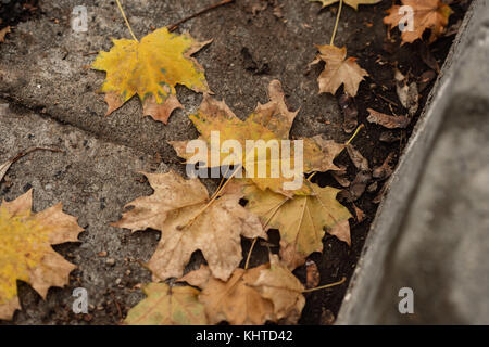 Les feuilles d'automne sur le terrain en bordure de rue de ville Banque D'Images