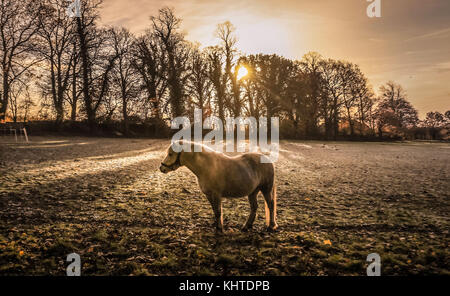 Un cheval dans un champ couvert de gel que le soleil se lève dans swillington, West Yorkshire. Banque D'Images