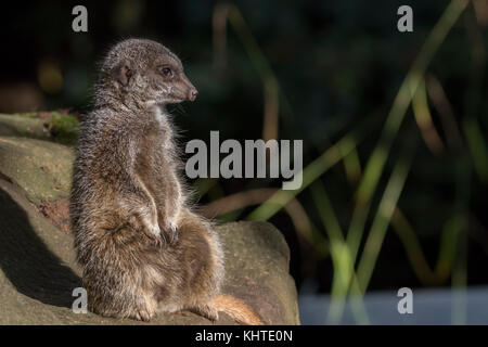 Meerkat, Lynx lynx, portrait tout en restant assis dans le soleil. Banque D'Images
