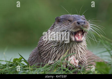 Loutre d'Europe, Lutra lutra, portrait tout en mangeant, une prise de faible niveau Banque D'Images