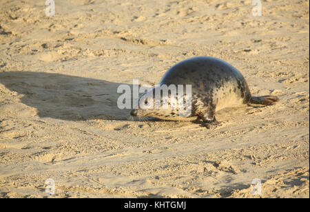 Un phoque gris (Halichoerus grypus) déménagement vers la plage de la mer à horsey, Norfolk, Royaume-Uni. Banque D'Images