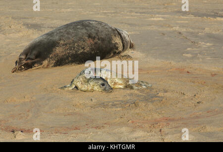Un nouveau-né de bébés phoques gris (Halichoerus grypus) sur la plage près de sa mère au repos à horsey, Norfolk, Royaume-Uni. Banque D'Images