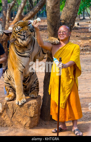 Tiger temple, Thaïlande Banque D'Images