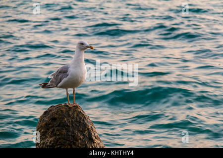 Le Seagull assis sur le bloc de béton dans la mer libre Banque D'Images