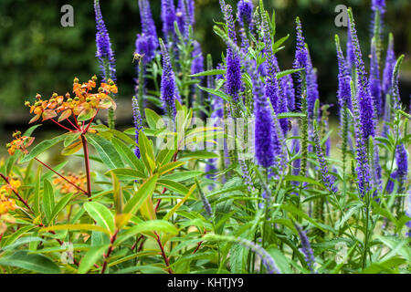 Euphorbia griffithii 'Fireglow', Veronica longifolia Longleaf speedwell Banque D'Images