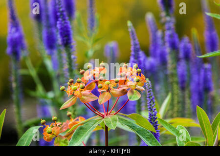 Euphorbia 'Fireglow', Veronica longifolia Longleaf speedwell, fleurs mélangées, combinaison de couleurs des plantes, bleu orangé Euphorbia griffithii 'Fireglow Banque D'Images