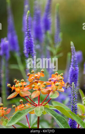 Euphorbia griffithii 'Fireglow', Veronica longifolia feuille longue speedwell fleur Eufhorbia Banque D'Images