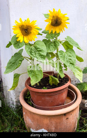 Deux tournesols poussant en pot fleurs en pots tournesol Helianthus annus Banque D'Images