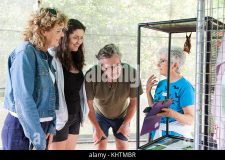 Tolga bat. de l'hôpital groupe visite scolaire avec diadem leaf-nosed bat. carrington. atherton. queensland australie.. Banque D'Images