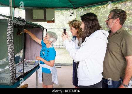 Tolga bat. de l'hôpital groupe visite scolaire avec l'est-tube nosed bat. carrington. atherton. queensland australie.. Banque D'Images