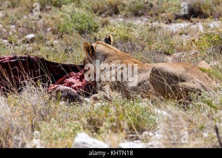 Lion mangeant une antilope Banque D'Images