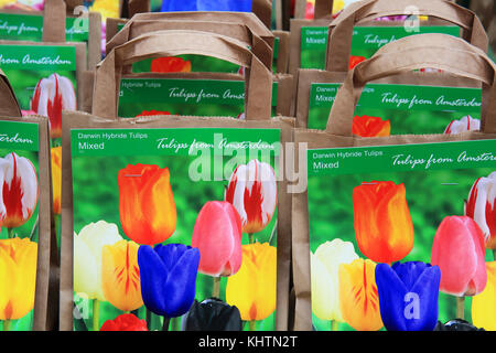 Bulbes de tulipes en vente sur le célèbre marché aux fleurs flottant sur le canal Singel, à Amsterdam dans le Netherlandslandscape Banque D'Images