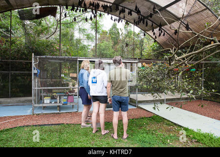 Hôpital Tolga Bat. Groupe de visite pédagogique. Carrington. Atherton Tablelands. Queensland. Australie. Banque D'Images