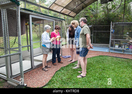 Hôpital Tolga Bat. Groupe de visite pédagogique. Carrington. Atherton Tablelands. Queensland. Australie. Banque D'Images