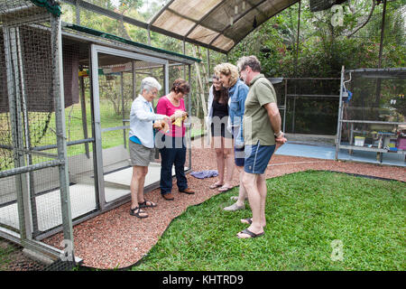 Hôpital Tolga Bat. Groupe de visite pédagogique. Carrington. Atherton Tablelands. Queensland. Australie. Banque D'Images