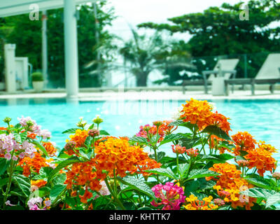 Mélange coloré de Lantana camara clair rose orange blanc magenta dans la piscine publique Banque D'Images