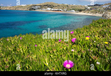 Carpobrotus acinaciformis tété (géant), la végétation de la côte à côté de Paradise beach, l'île de Mykonos, Cyclades, Mer Égée, Grèce Banque D'Images