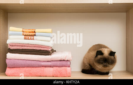 L'emplacement près du chat triste pile de serviettes. persian shot-cutted cat allongé près d'une pile de serviettes colorées sur une étagère. Banque D'Images