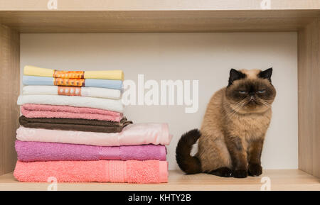 L'emplacement près du chat triste pile de serviettes. persian shot-cutted cat allongé près d'une pile de serviettes colorées sur une étagère. Banque D'Images