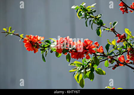 Cognassier du Japon Chaenomeles speciosa - direction générale ou au printemps en fleurs, Sofia, Bulgarie Banque D'Images