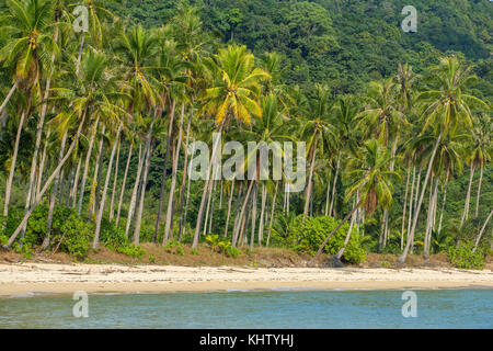 Palmiers sur la plage tropicale de Koh Kood island en Thailande Banque D'Images