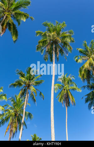 Palmiers sur fond de ciel bleu sur l'île de Thaïlande Koh Kood Banque D'Images