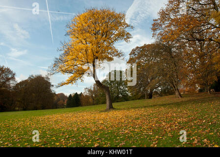 L'automne les feuilles d'or, couleurs automnales chaudes à kenwood, Hampstead Heath, Londres UK. Banque D'Images