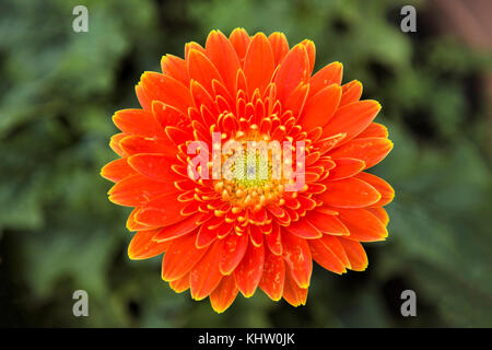 Fleur orange dhalia Banque D'Images