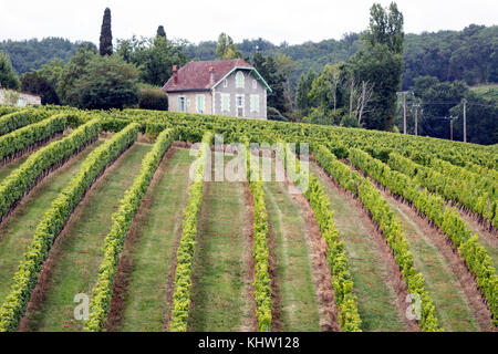 Les raisins des vignobles AOC Monbazillac, dans la région de la rivière Dordogne. Banque D'Images