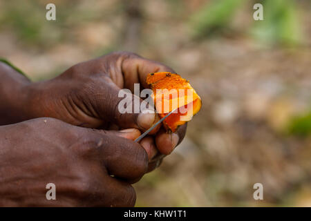 Black hand holding et de coupe, racine de curcuma curcuma, récolte en octobre 2017, à la ferme d'épices, Zanzibar, Tanzania, Africa Banque D'Images